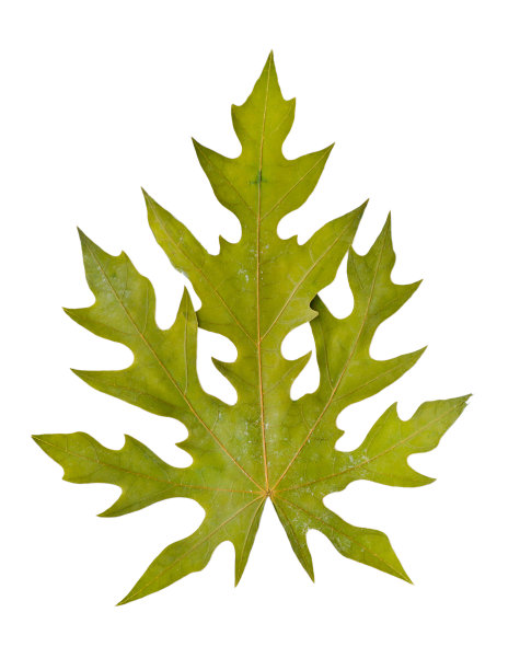 特写干木瓜叶图片下载