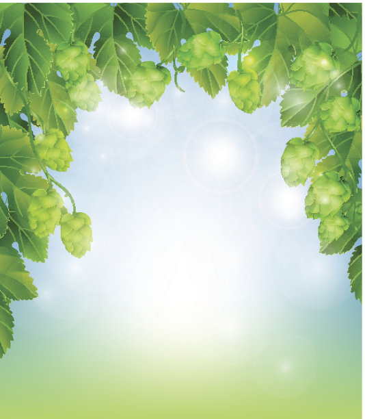 背景,啤酒花图片下载