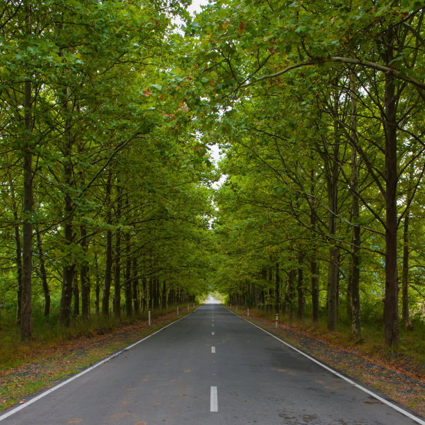 绿色小巷图片下载