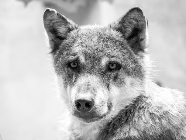 黑白相间的狼图片下载