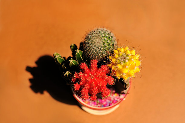 仙人掌图片下载