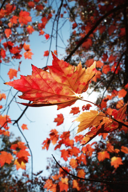 红色的枫叶图片下载