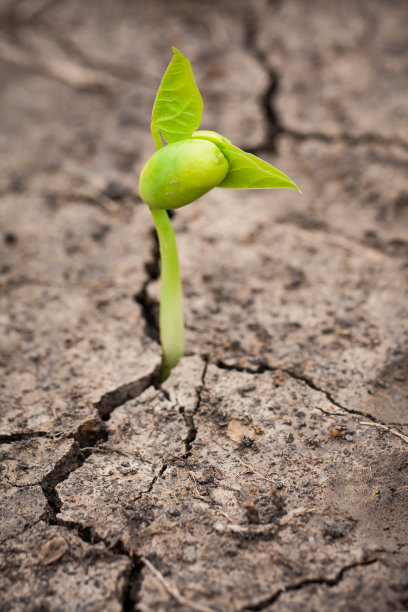 绿色新生儿发芽图片下载