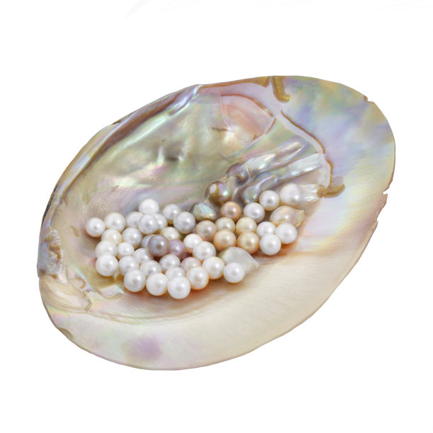 珍珠，珍珠母图片下载