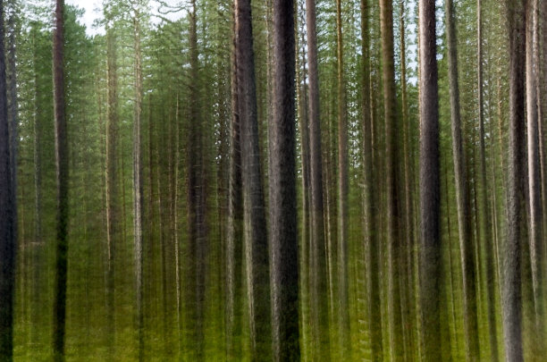 树木在运动图片下载