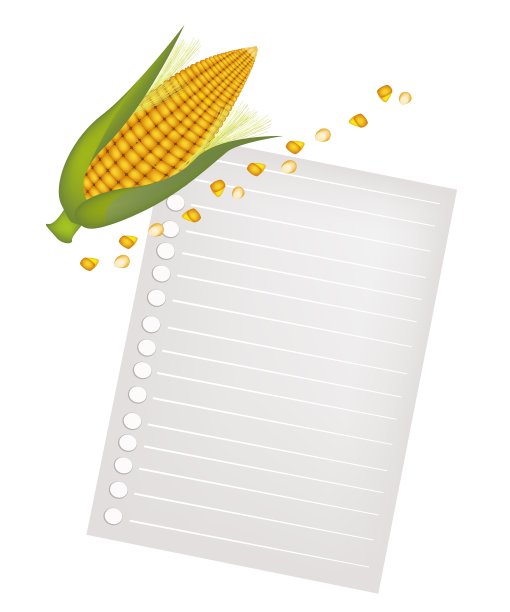 黄色的玉米穗和一张白纸素材图片