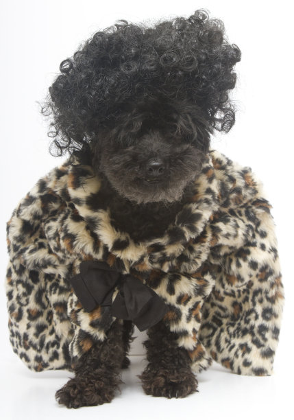 大头发和豹纹外套图片下载