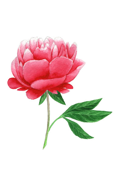 水彩画牡丹花图片下载
