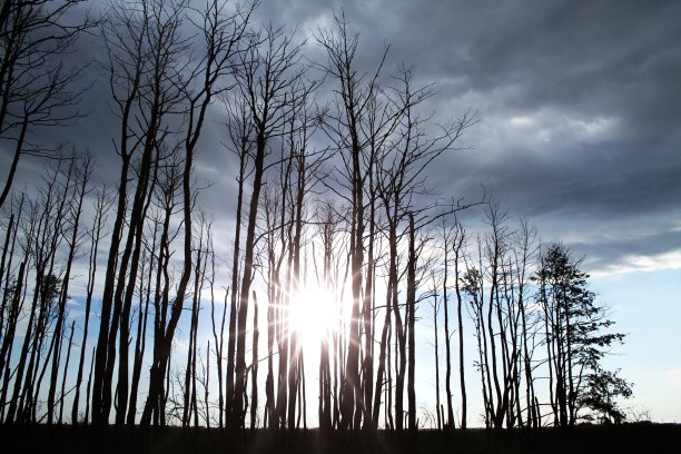 死亡森林图片下载