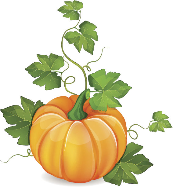 橙色南瓜蔬菜图片下载