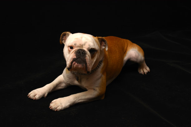 黑色背景景观上的英国斗牛犬图片下载