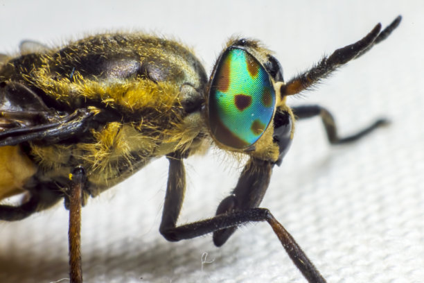 马蝇的肖像图片下载