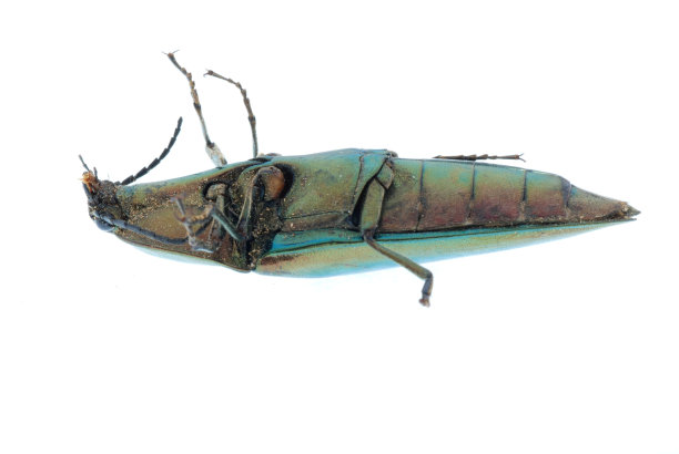 磕头虫图片下载