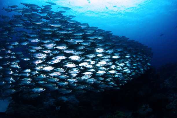 杰克-帕劳学校，密克罗尼西亚图片下载