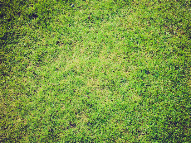 草地的背景图片下载