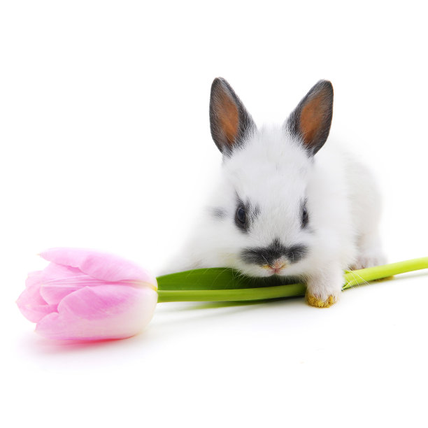 带花小兔子图片下载