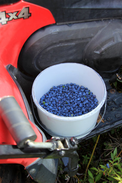 野生蓝莓图片下载