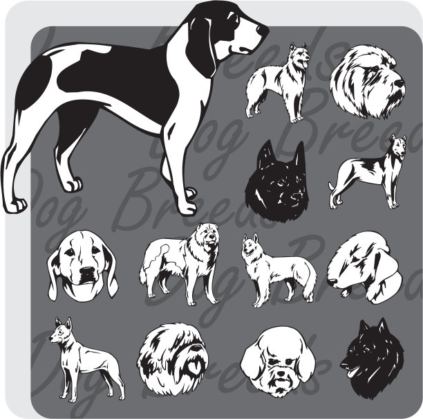 狗品种-向量集图片下载