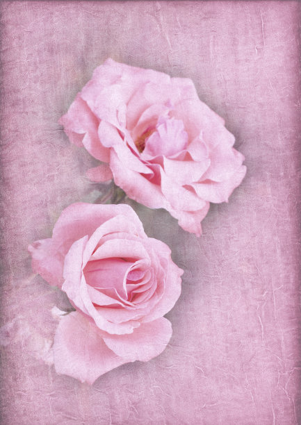 纹理背景上的粉色玫瑰图片下载