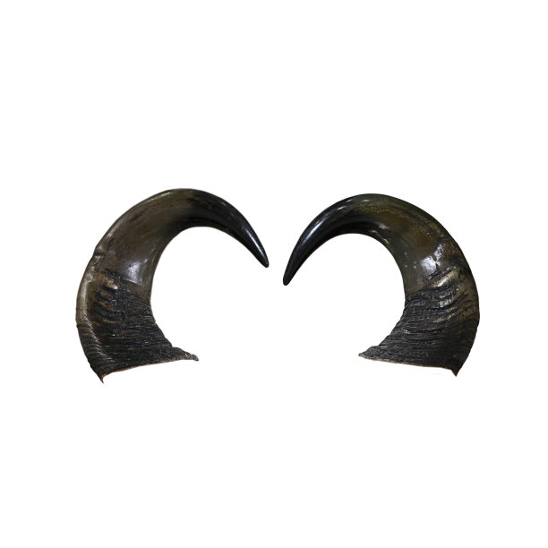 牛角孤立在白色背景上图片下载