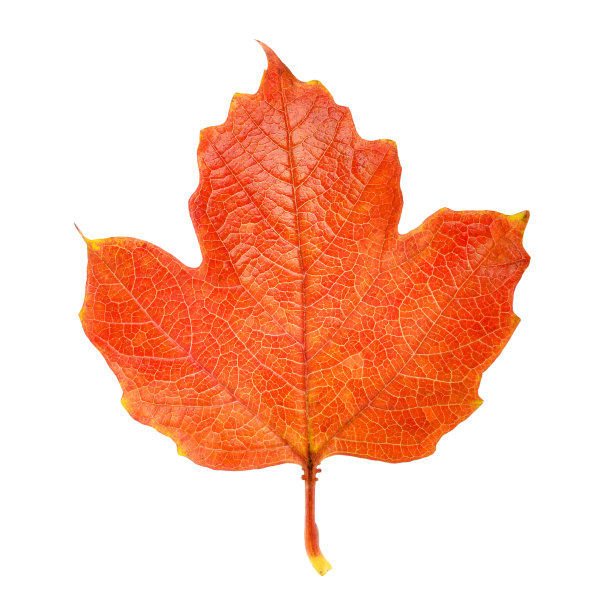 秋天红色的叶子图片下载