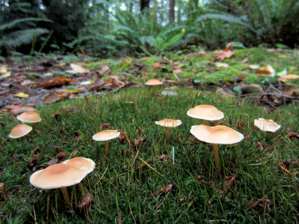 森林里的棕色小蘑菇图片下载