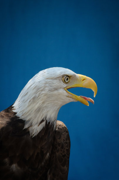 吐舌头的秃鹰图片下载