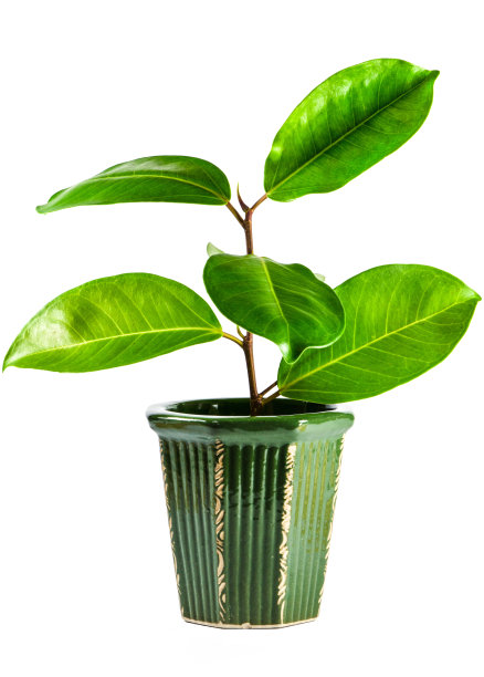 在白色背景上孤立的植物图片下载