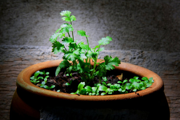 盆栽植物特写图片下载