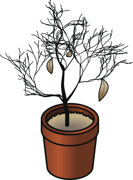 死去的盆栽植物图片下载