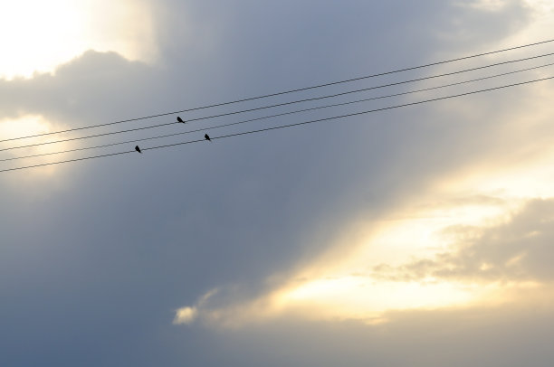 三燕子图片下载