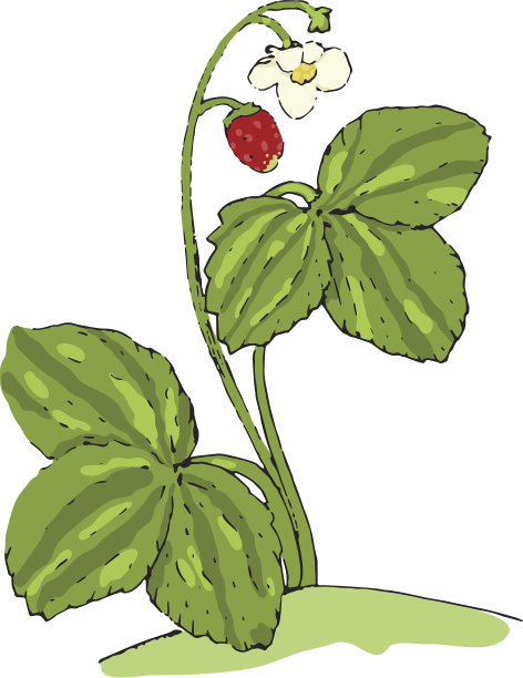 野草莓素材图片