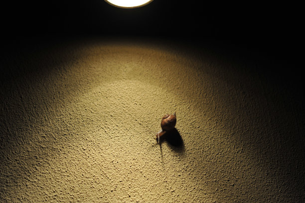 聚光灯下的蜗牛图片下载