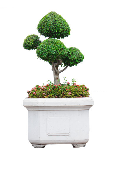 福建茶图片下载