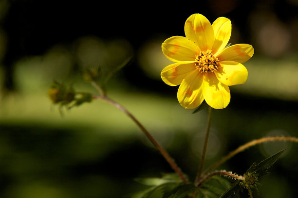 单meskel花盛开图片下载