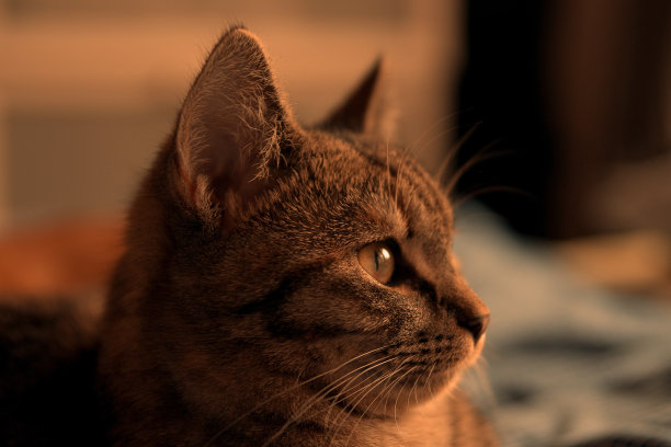 国内的朋友图片下载