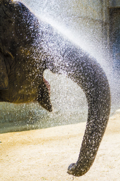 大象洗澡图片下载