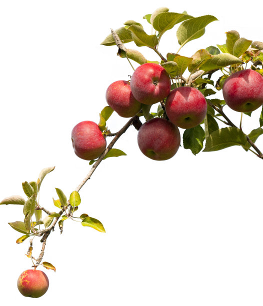 苹果图片下载