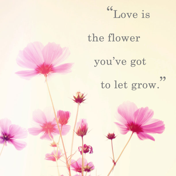 约翰·列侬的励志名言和粉红色的花朵图片下载