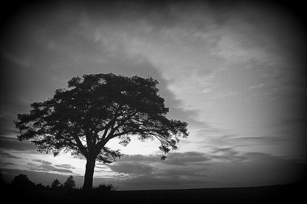 树的轮廓图片下载