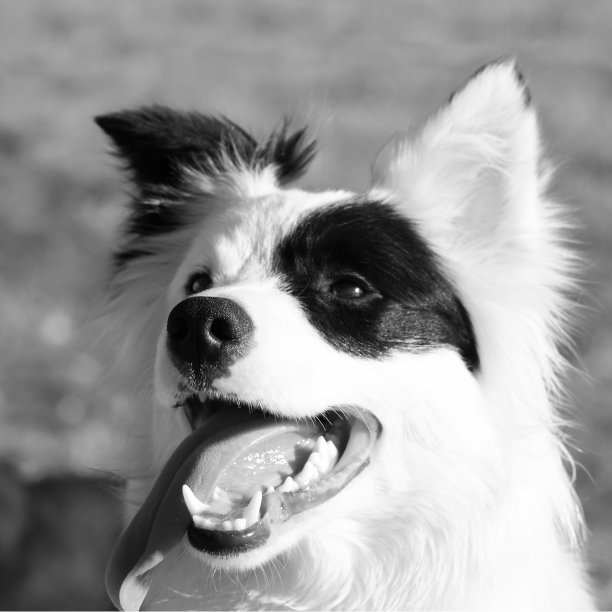 黑白狗图片下载