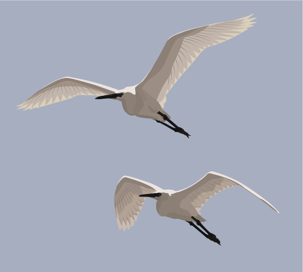 小白鹭图片下载