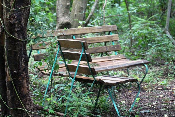 森林的长椅上图片下载