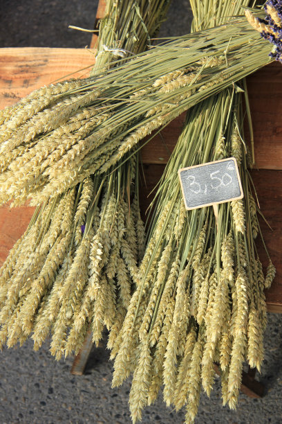 小麦花束图片下载