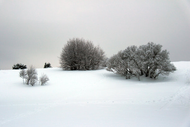 冰冻的灌木丛图片下载