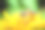 宏蜜蜂吃花蜜图片下载