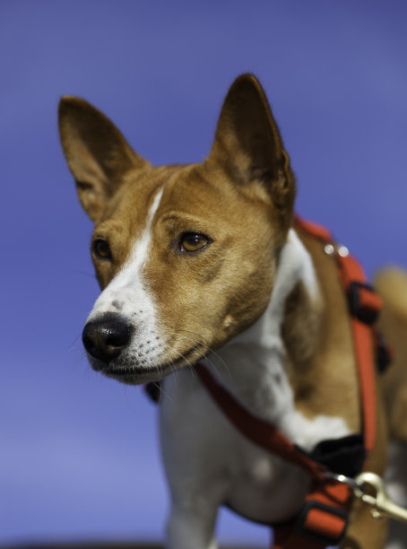 巴辛吉图片下载