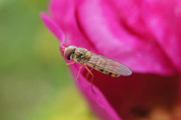 食蚜蝇图片下载