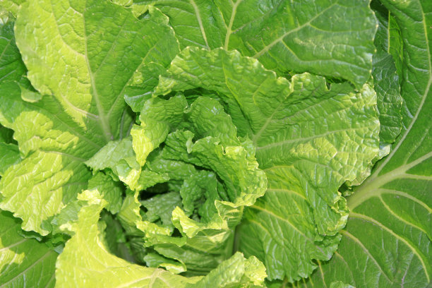 中国卷心菜图片下载