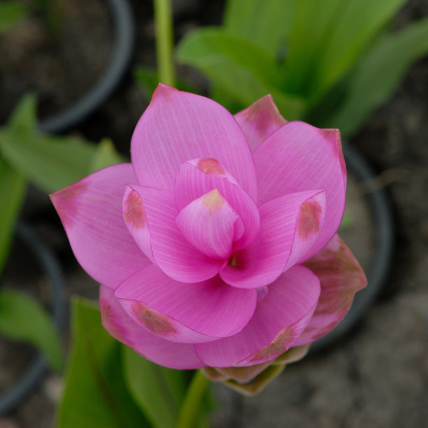 暹罗郁金香花图片下载